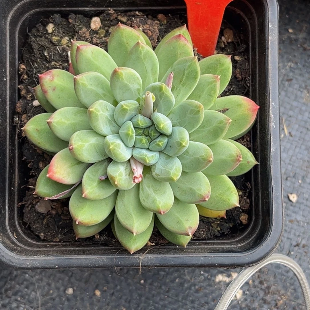金*4323号晚上多肉植物群生