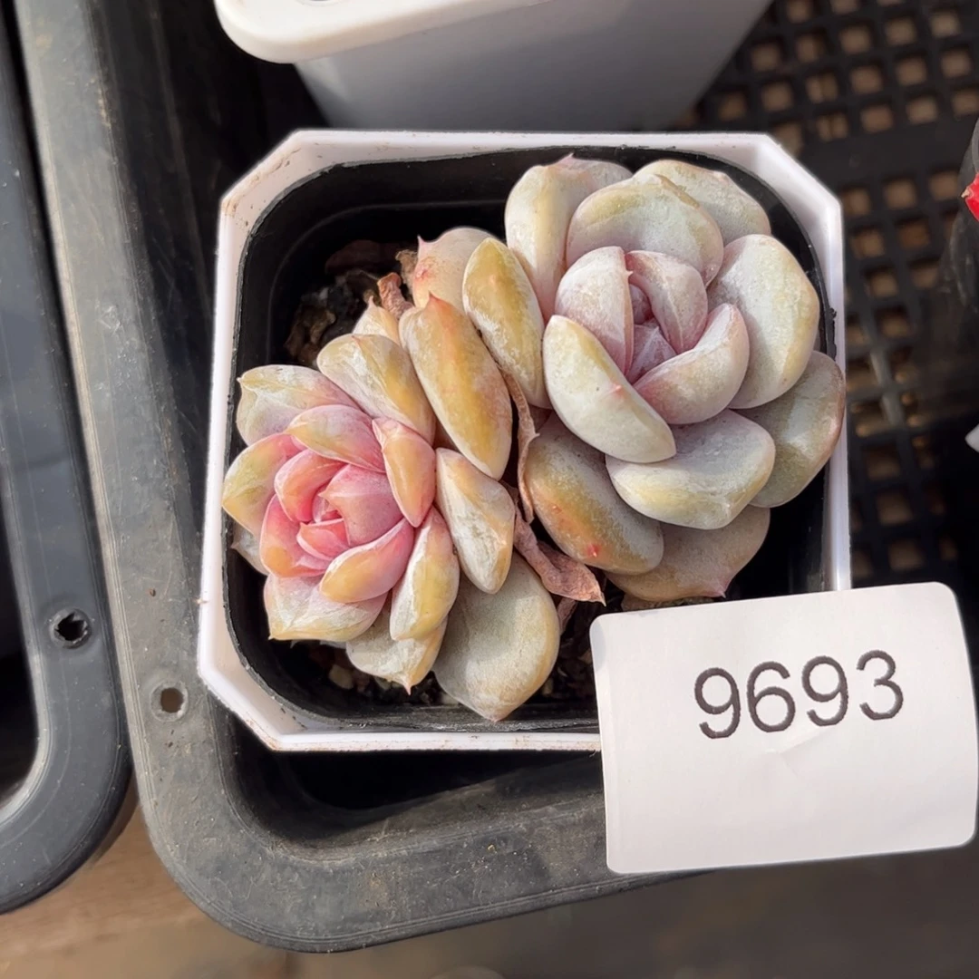 9693双头汉堡珍尼多肉
