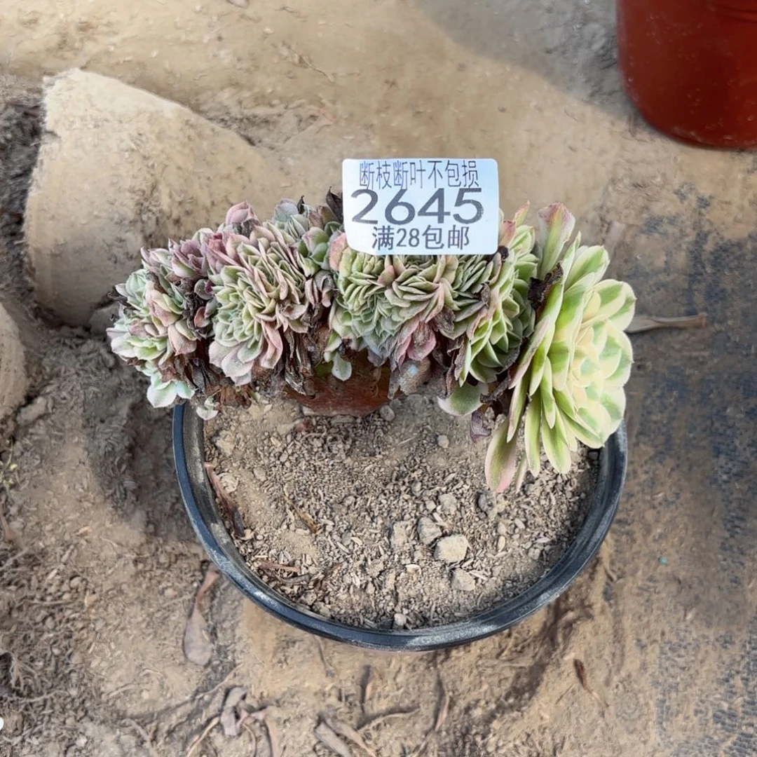 X. 2645倾城有瑕疵多肉。ba