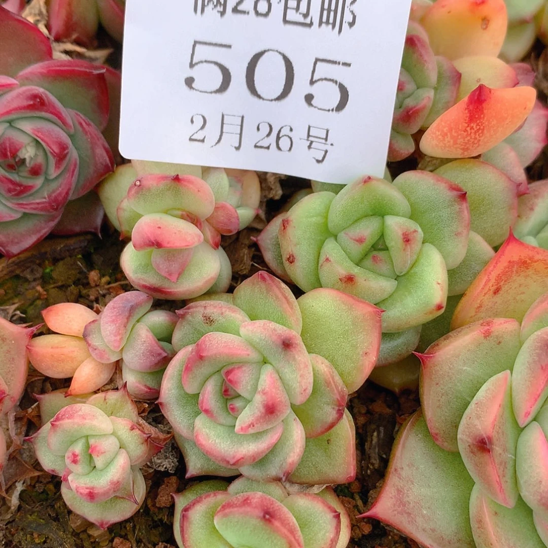 【闪购商品】云505