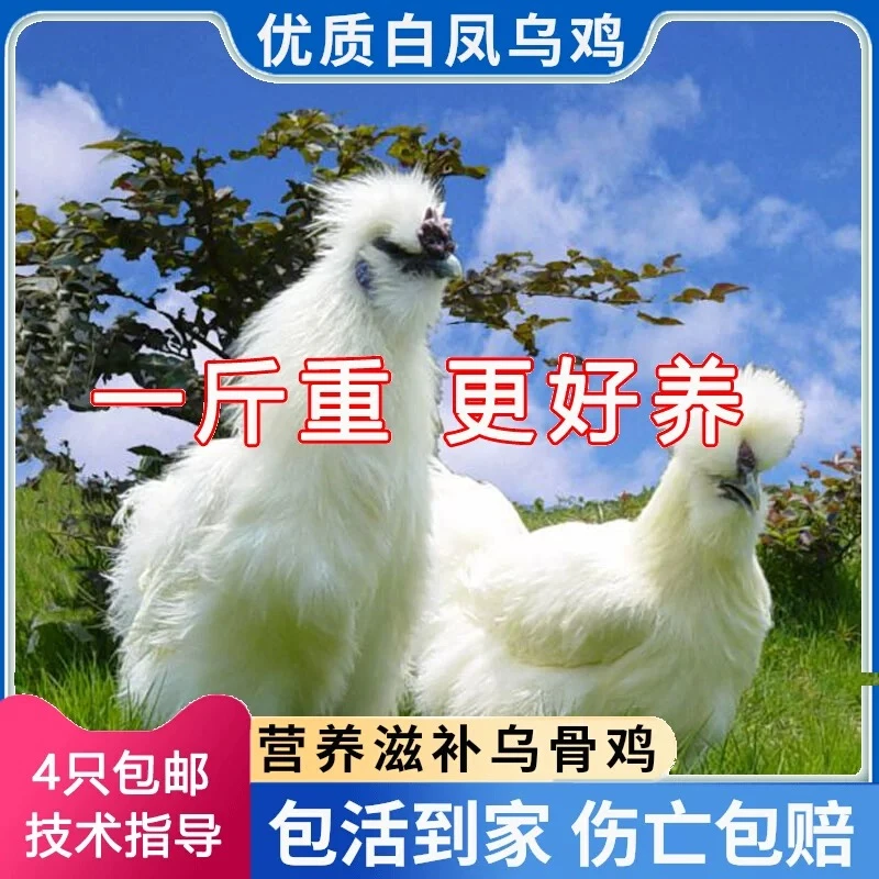 纯种白凤乌鸡种苗泰和乌鸡鸡苗白羽毛鸡半大乌骨鸡一斤小鸡苗包邮