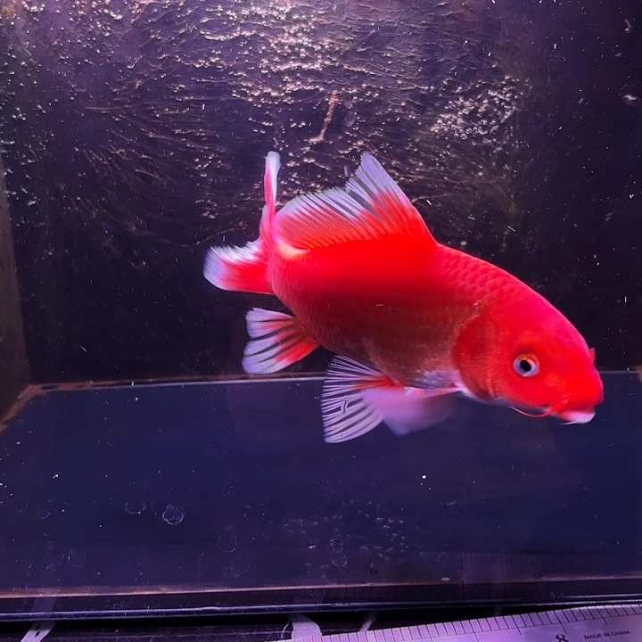 蝴蝶鲤鱼14号蝴蝶鲤