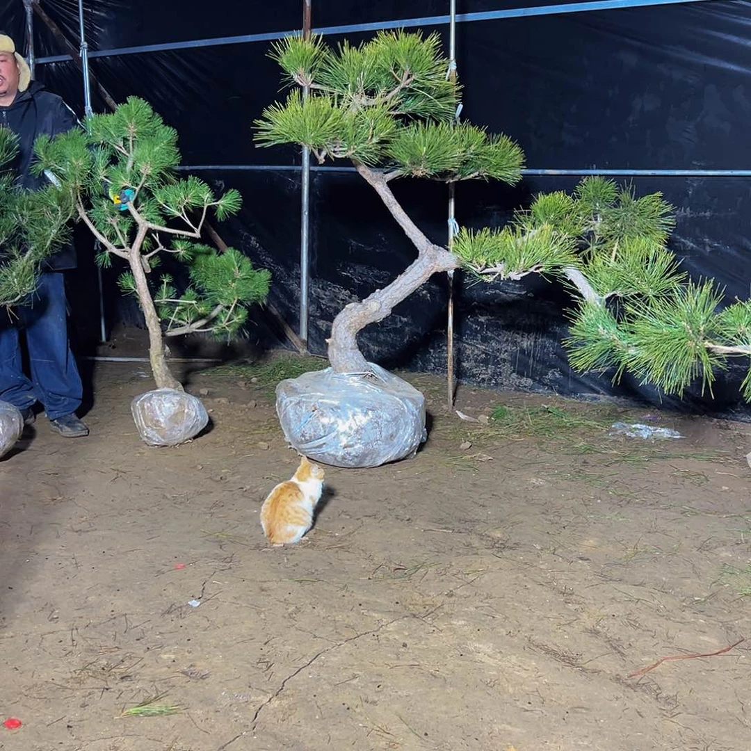 无花朵孤**雄88888888888888