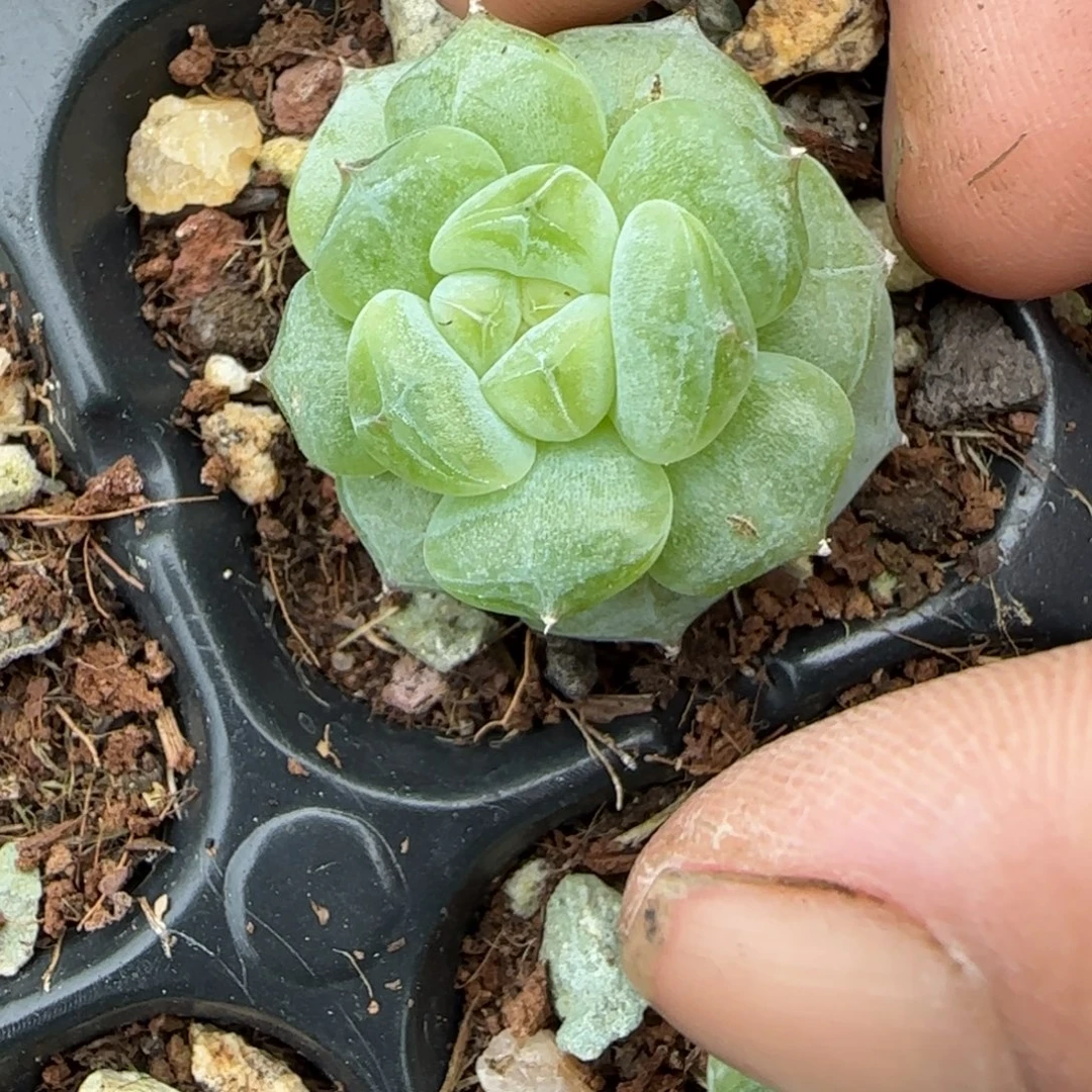 小卡拉米糖心一物一拍