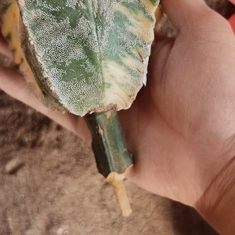 029枕木无根无根的