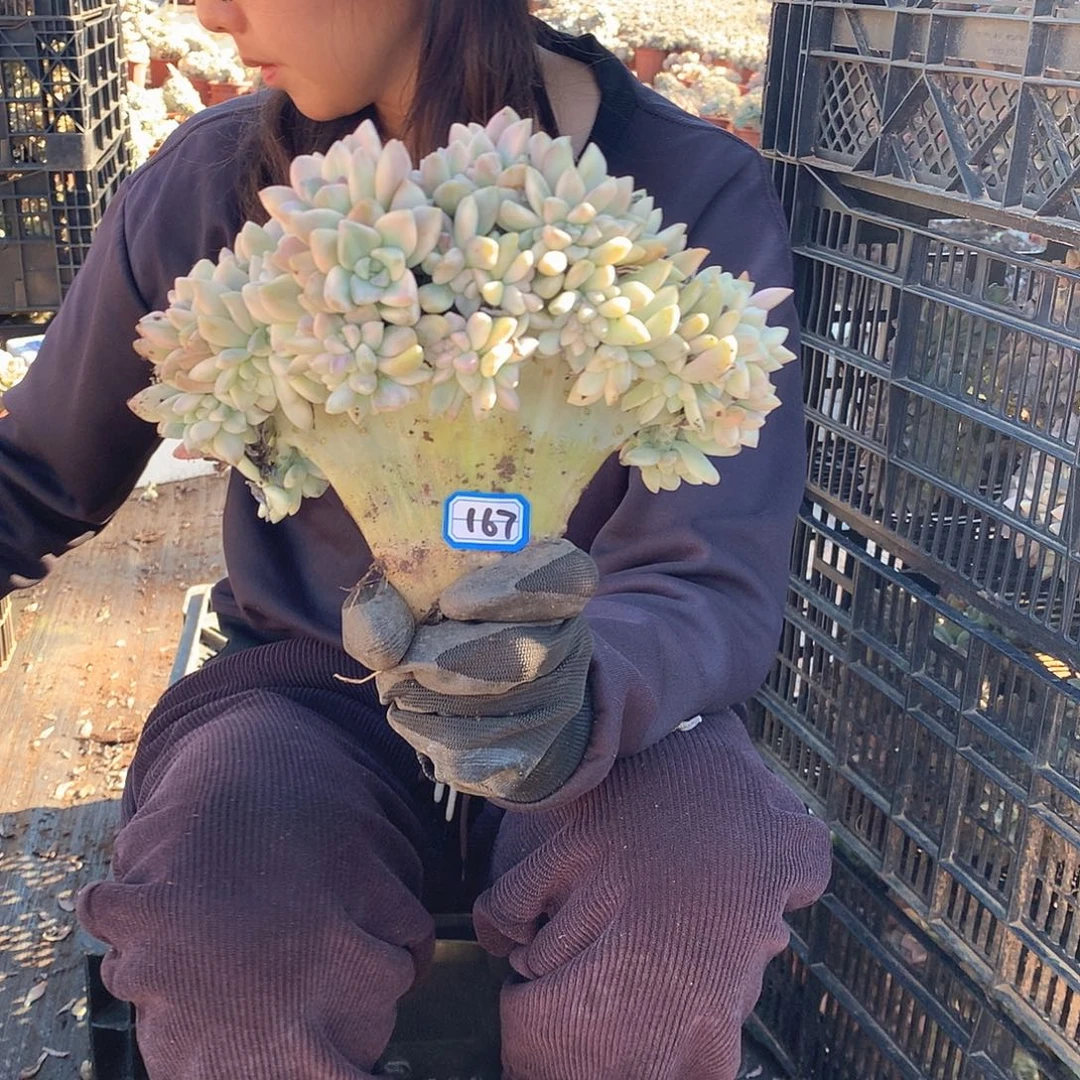 167 淡雪锦缀 一物一拍