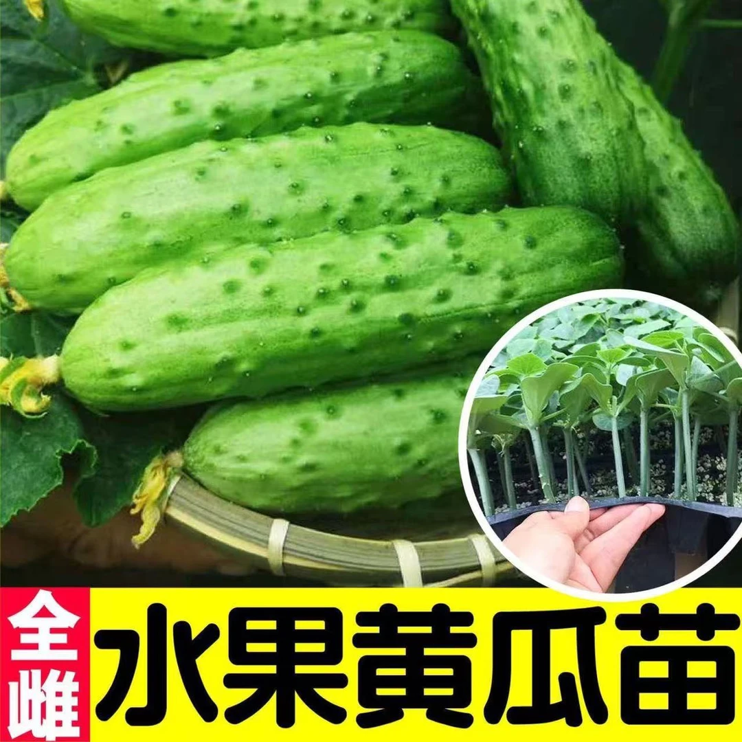 【山东寿光】脆嫩全雌水果黄瓜秧苗幼苗山东黄瓜旱黄瓜种籽四季高产