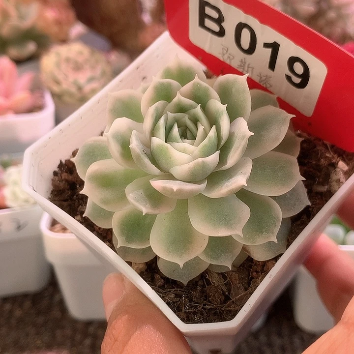 圆叶昂斯诺覆轮锦有根