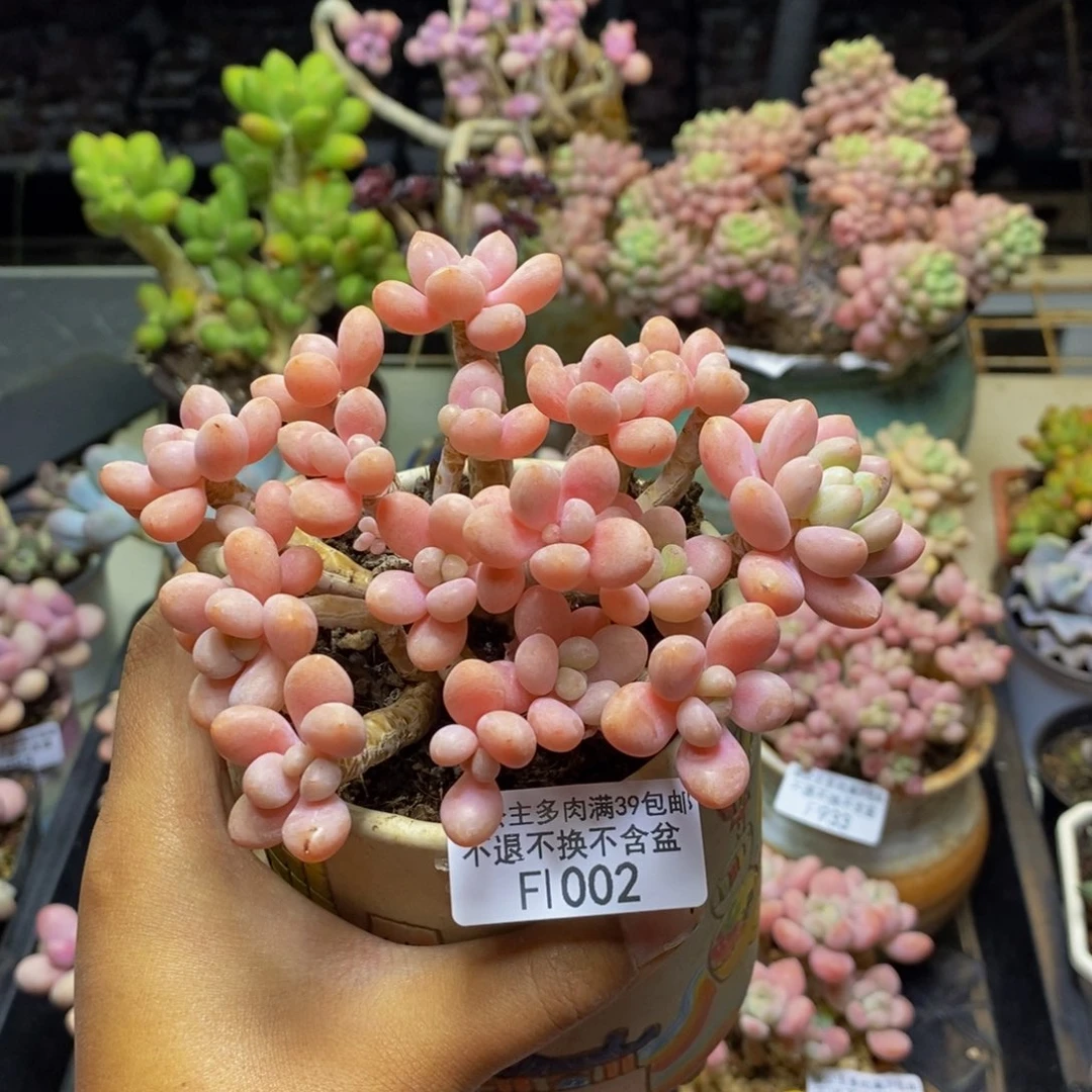 002鱼子酱多肉10c m