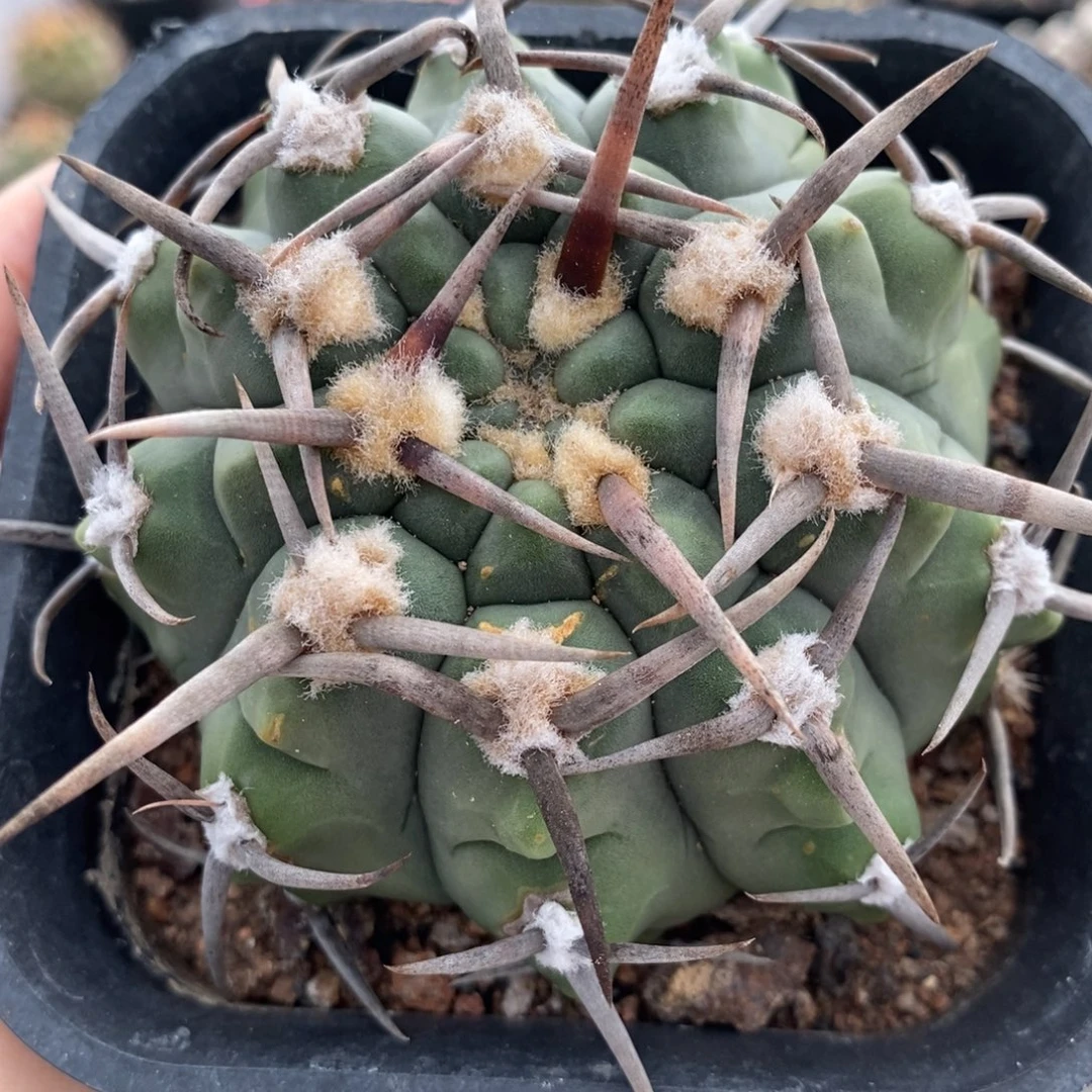 高绒三枪玉植播园艺