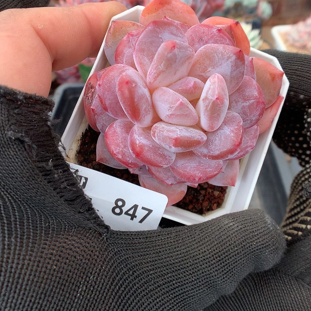 847雪天使多肉植物6666