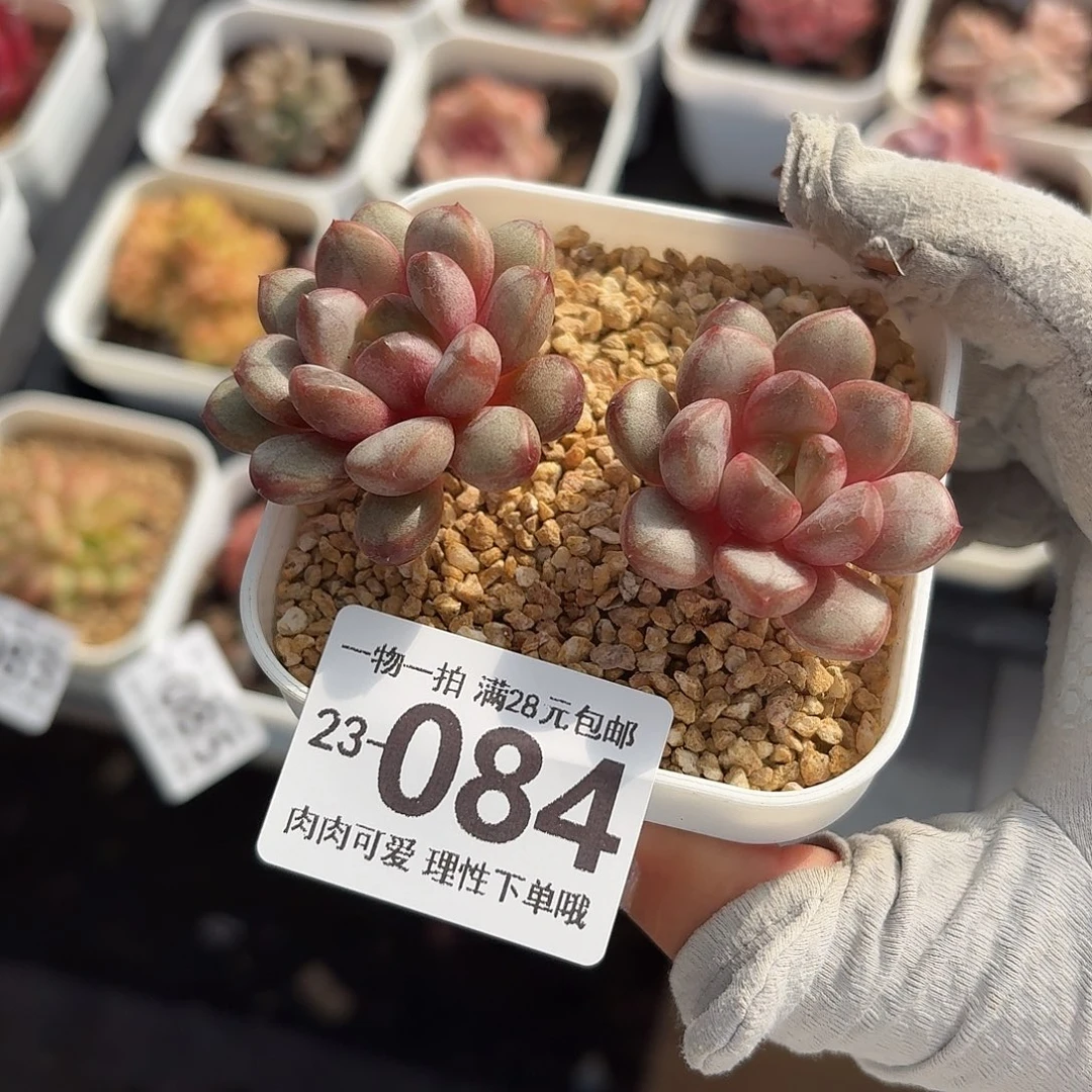 葡萄无盆土发货无