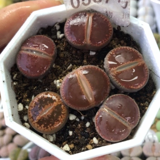 0557，2厘米左右ko