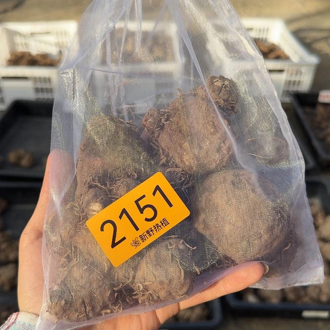 完全开放2151粉飞芭蕾胡椒和声裸球不售后