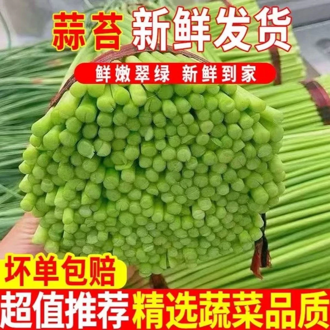 【2025新】蒜苔新鲜现摘批发精品蔬菜发蒜薹当季