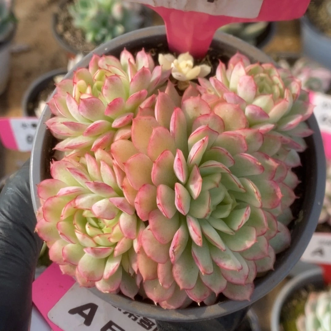 341黄覆轮梦幻玫瑰锦