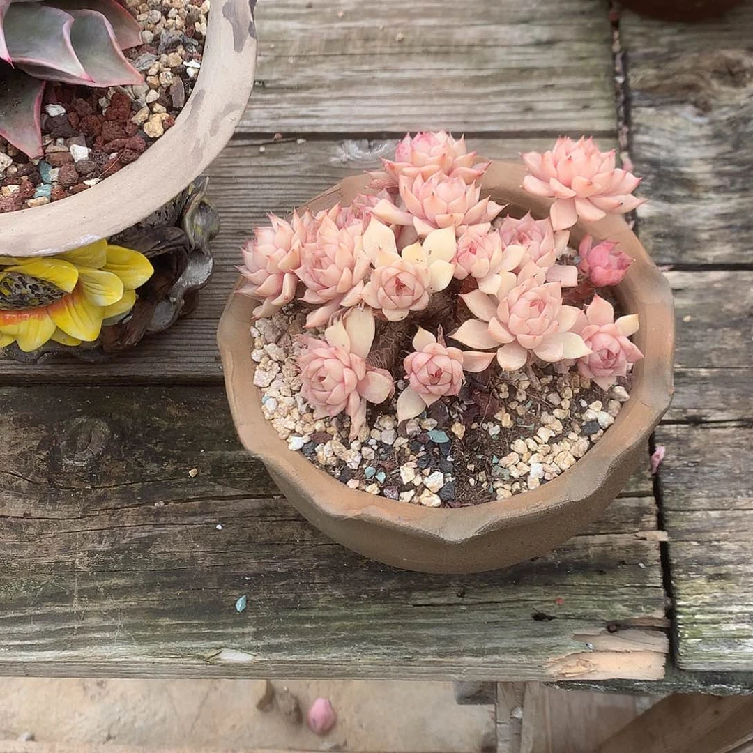 羽**喵本吧多肉植物脱土