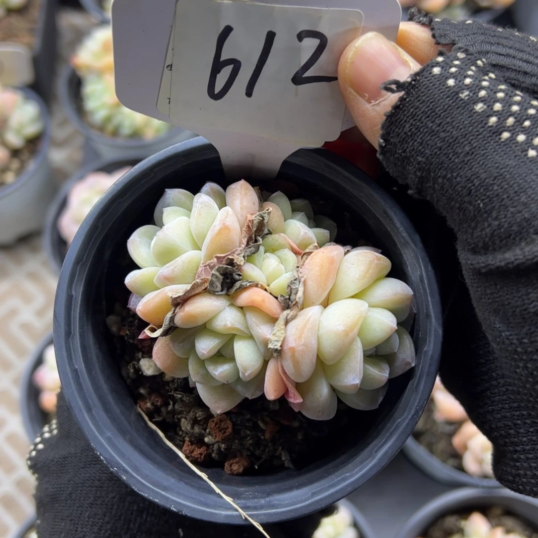 红陶612号多肉植物