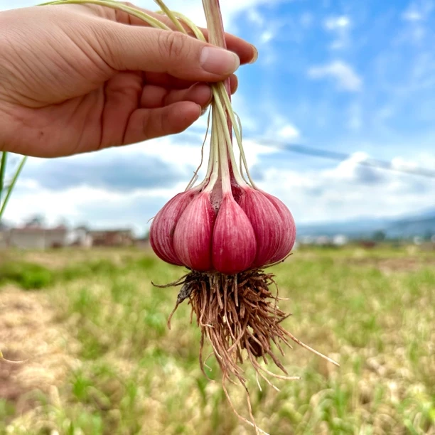 福利干蒜大理紫皮蒜2025年头茬新干蒜多瓣蒜云南紫皮蒜