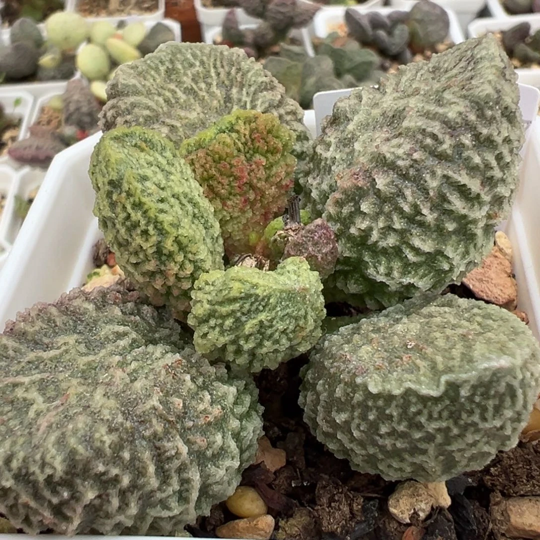 实生新品单头纯木质桩多肉植物