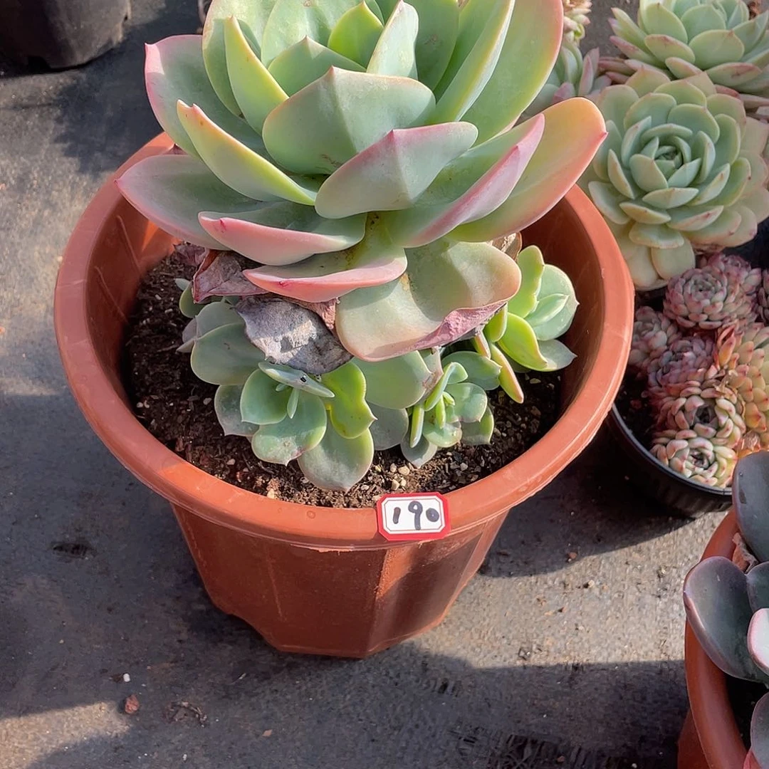 190凤 一物一拍多肉