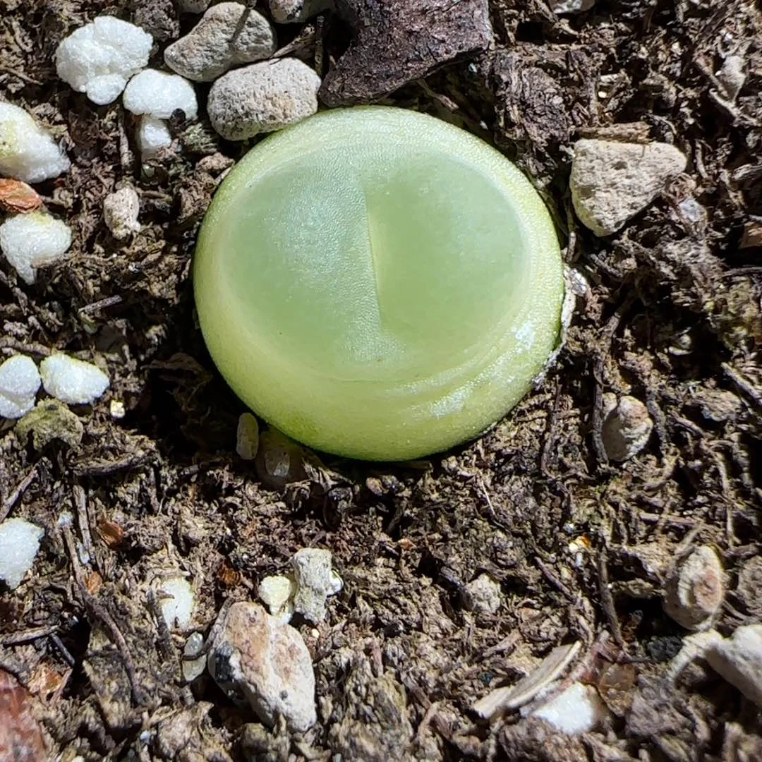 肉锥多肉植物组合-sh1200拉登183