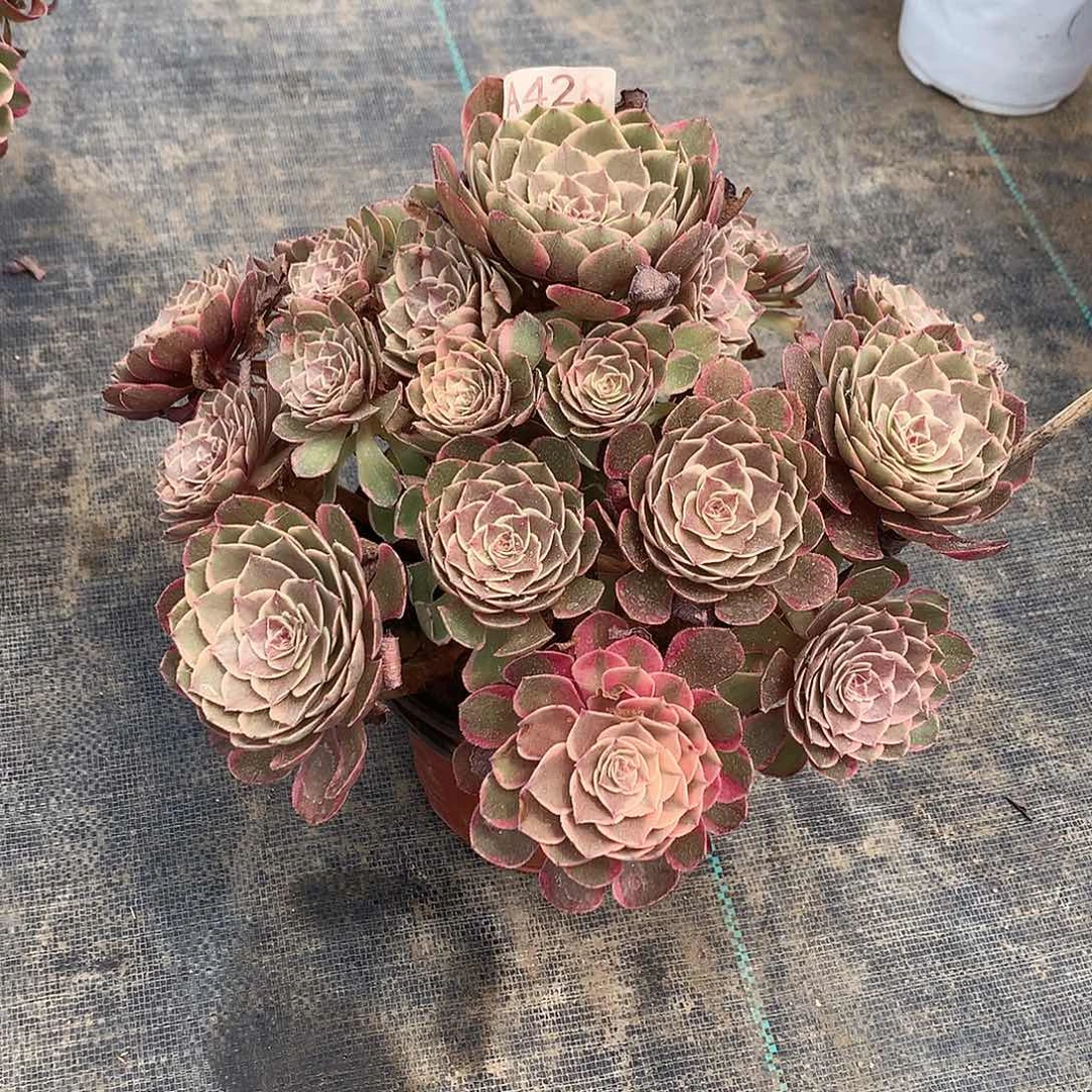 无花朵粉花妖法师图片植物多肉