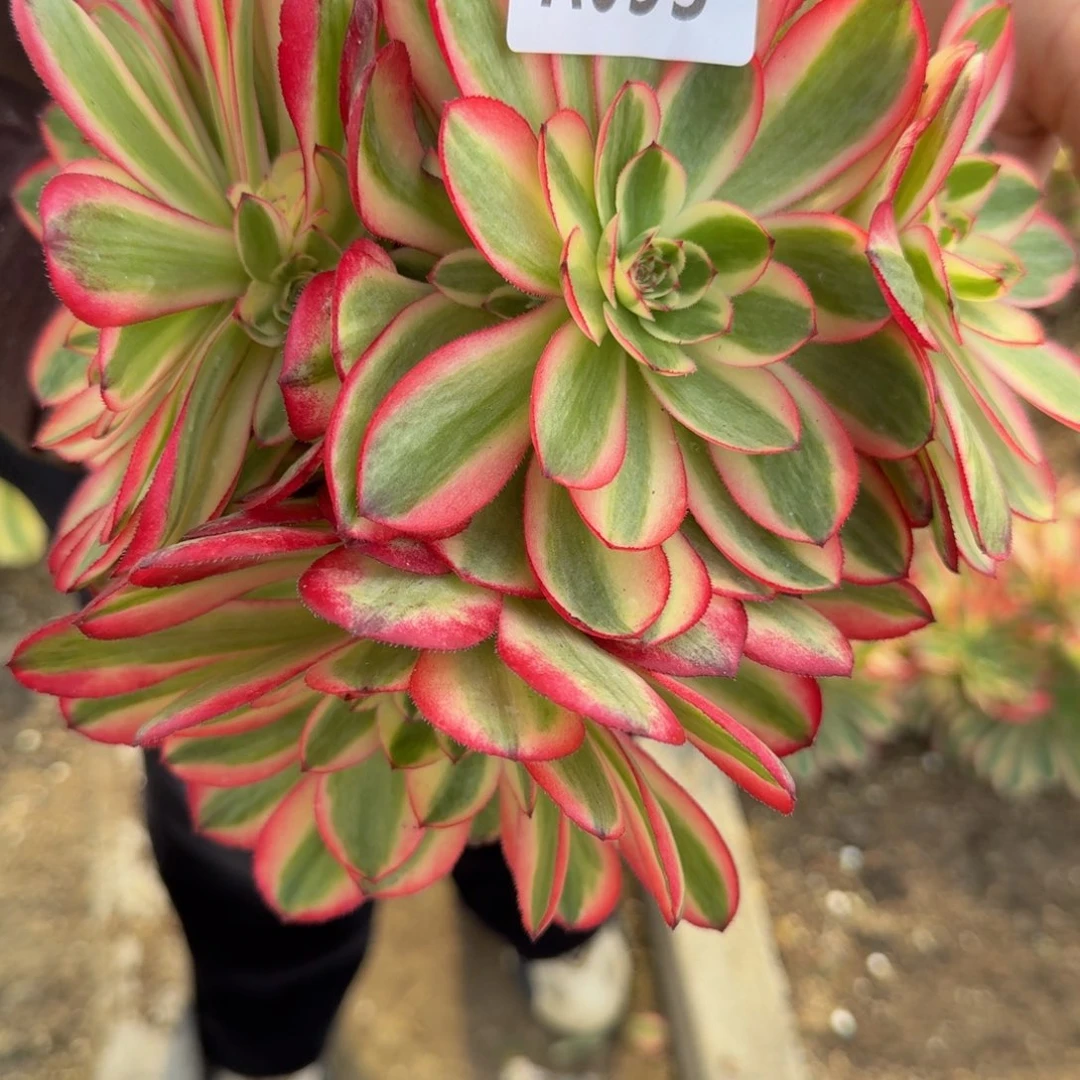 835荔枝。多肉植物