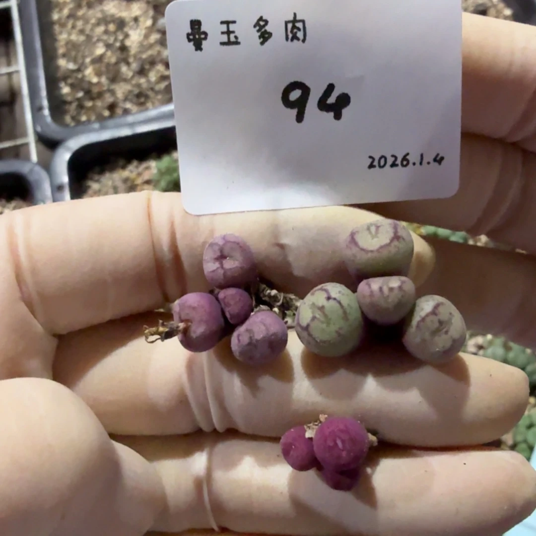 静***～多肉多肉多肉1.4-094