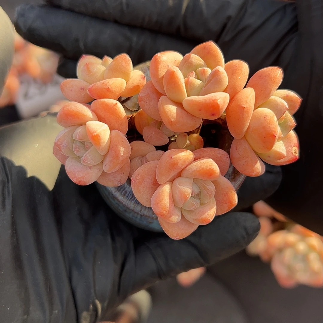 八头冰玉带盆发的