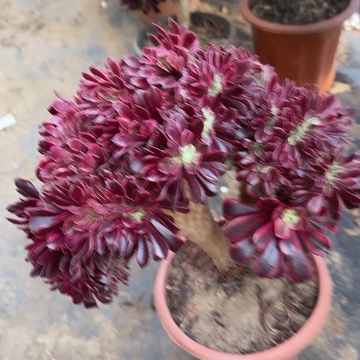 用****3缀话吞吐发货缀话