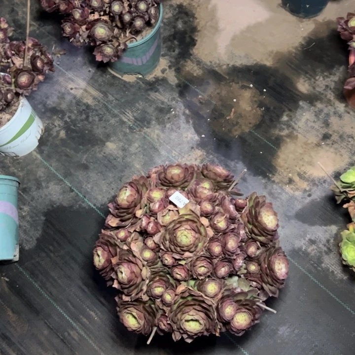 一**安780万圣节多肉多肉多肉