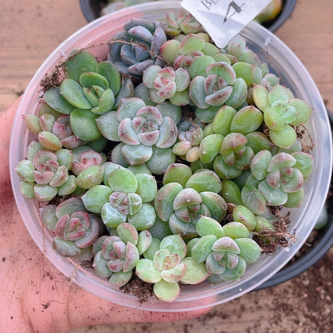 多肉植物多肉植物456