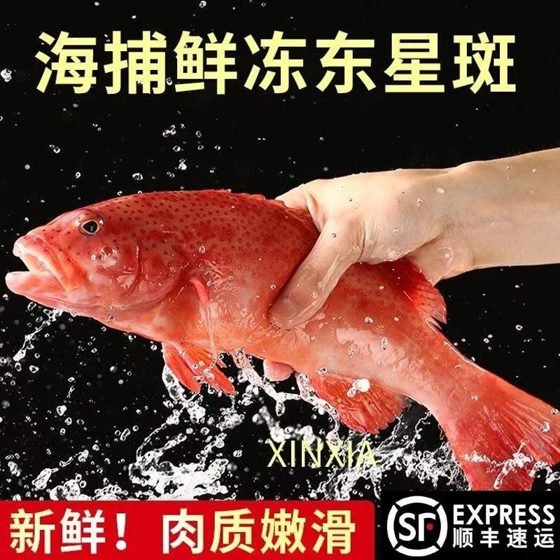 东星斑宴席硬菜深海鱼红色石斑鱼现捕活冻冰鲜石斑鱼产地海鲜