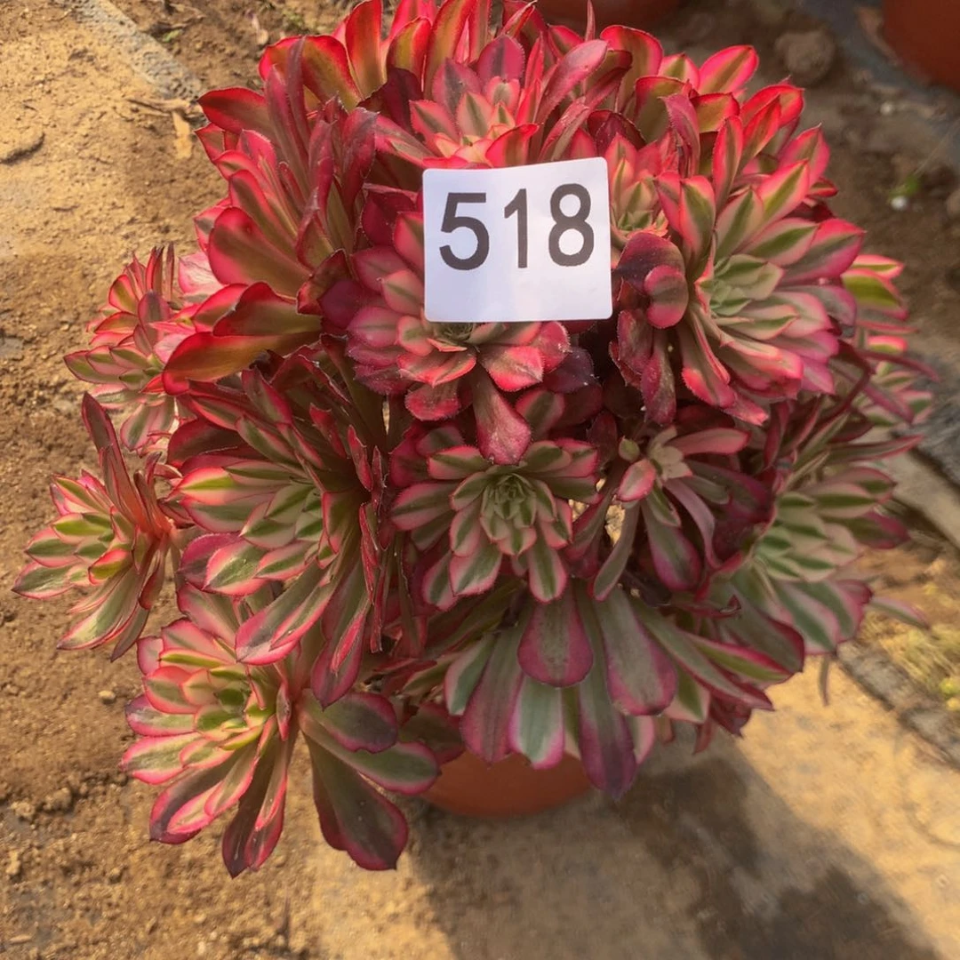 518红多肉白肉植物