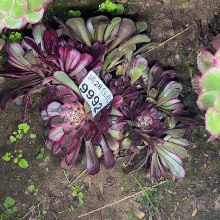 9992砍头多肉植物