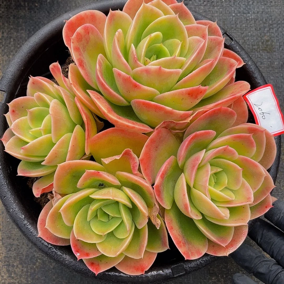 辛纳塔多肉植物2060