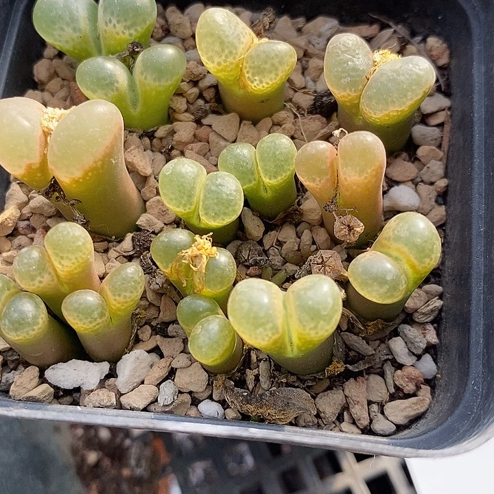 2639樱花风铃一盒。