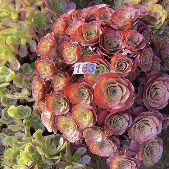 春***天多肉植物一个美金