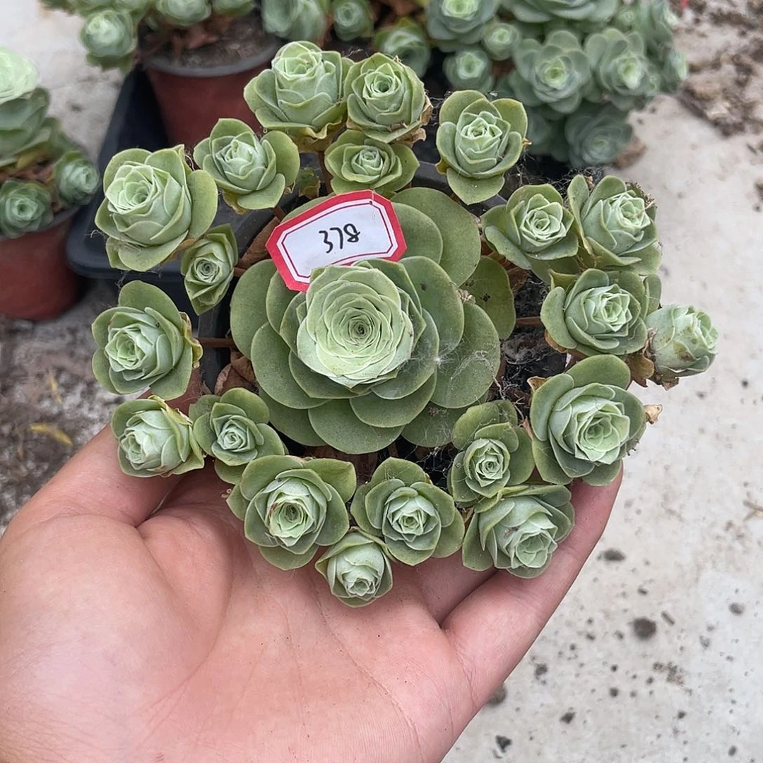 山地玫瑰多肉不售后 378
