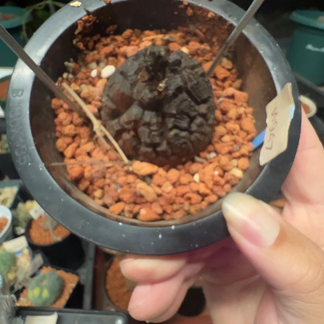 多肉植物专拍 一物一拍 南非龟甲龙947