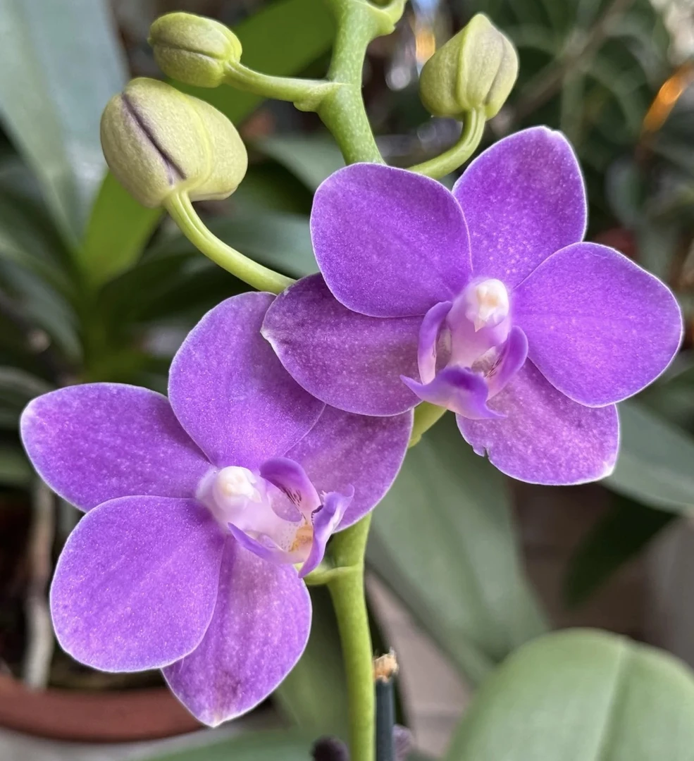 【紫玉铃铛385】3.5寸杯苗 续花型小花蝴蝶兰（全店任意两单包邮）