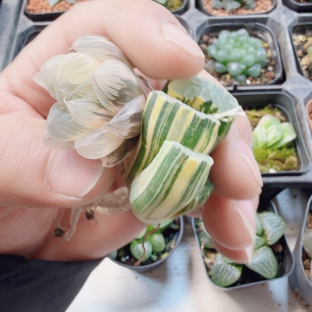 十二卷2颗锦玉扇锦玉露锦糊班拉丝锦