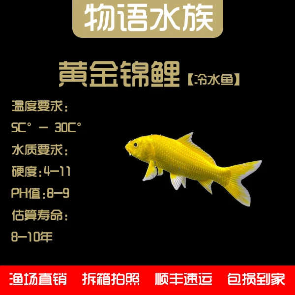 【黄金锦鲤】好养耐活冷水金鱼锦鲤活体观赏鱼小型招财鱼
