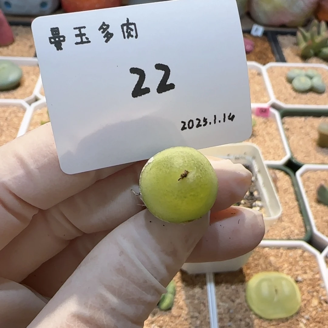 多肉多肉多肉1.14-022大葫芦