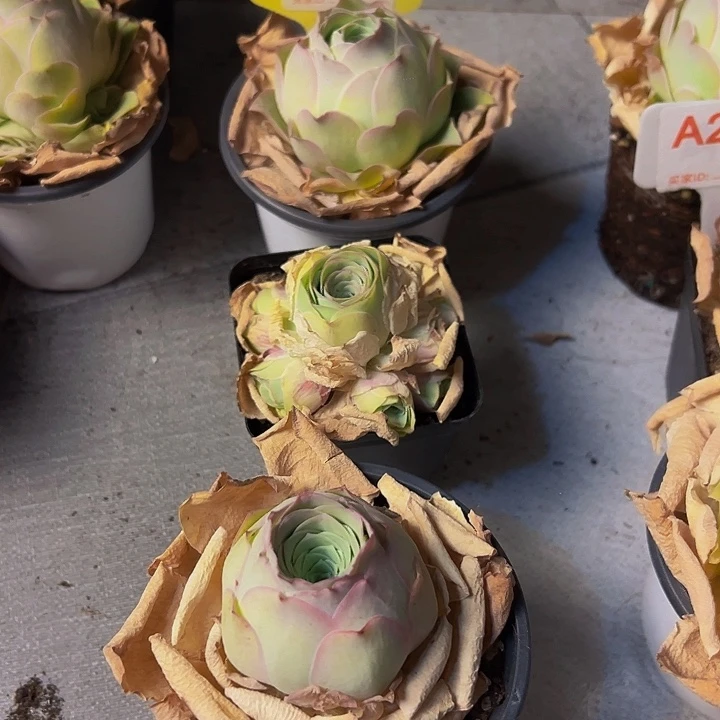 精品系列山地玫瑰