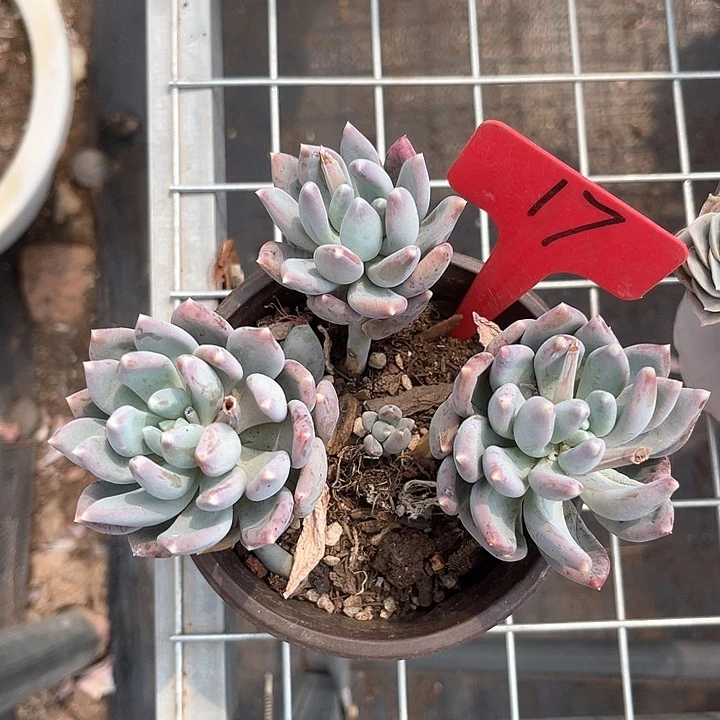 晨语多肉，一物一拍，