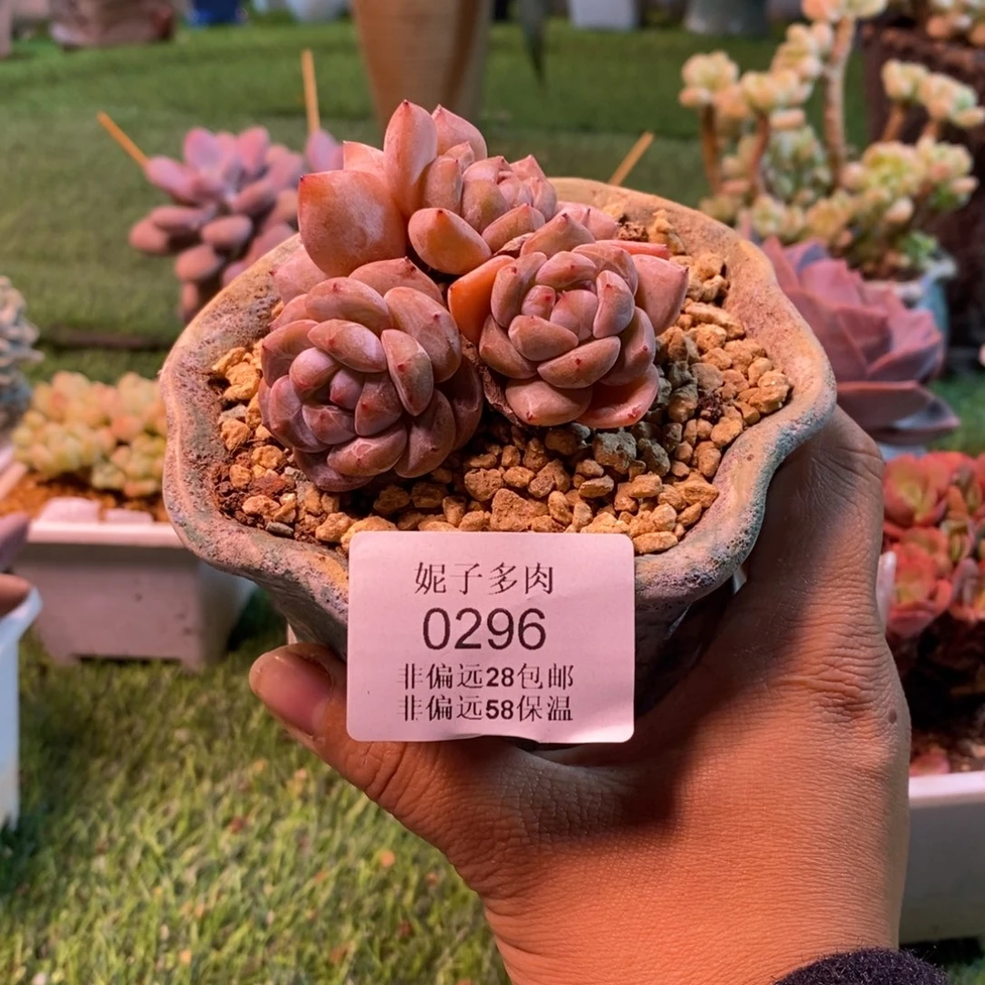 糖心橙子多肉0296 请拍冷链