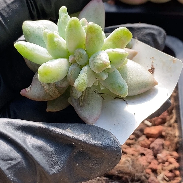 所罗门锦变异多肉植物