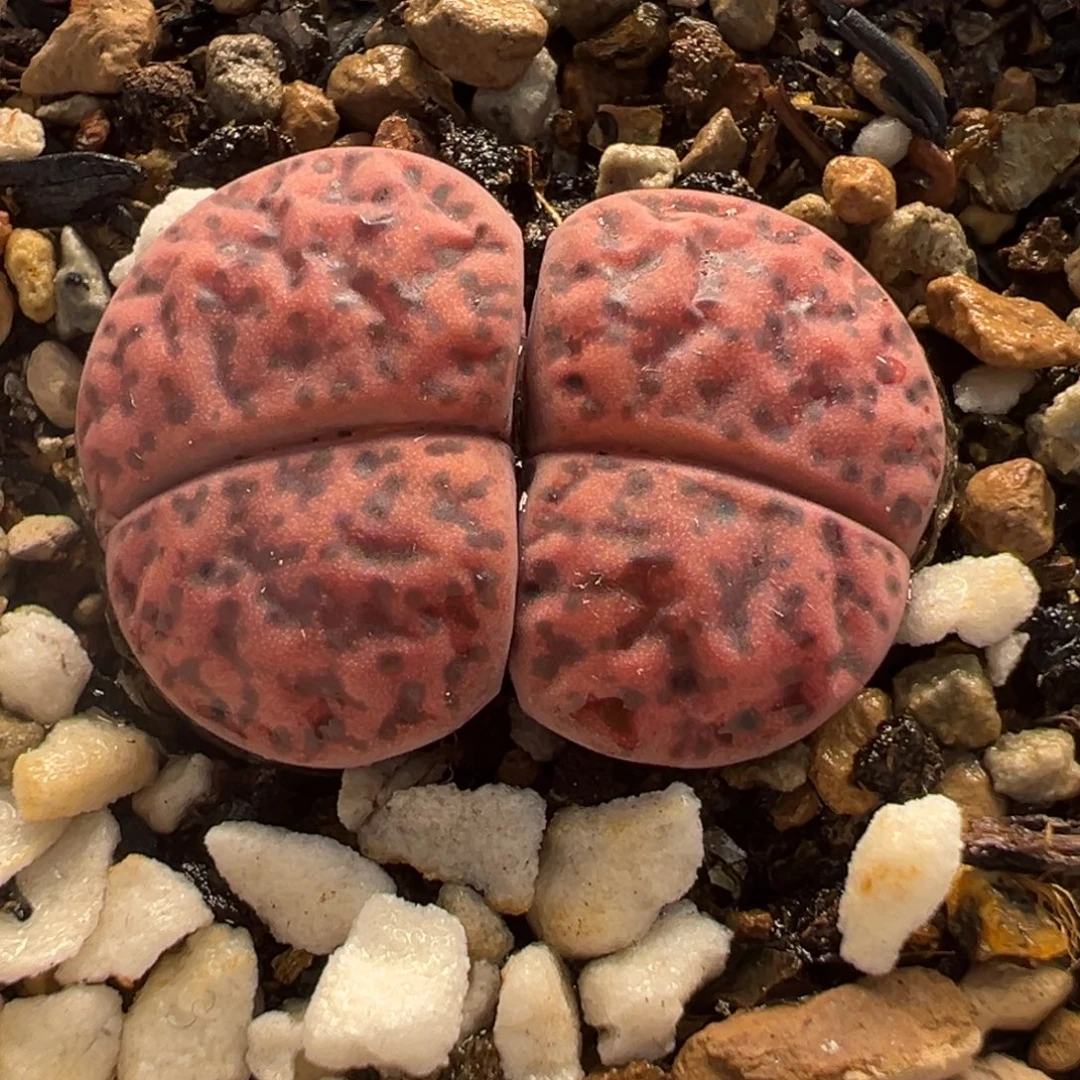 563多肉植物种类多样